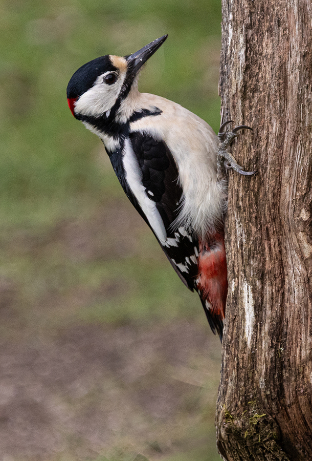 Spotted Woodpecker - Ellen Bell - Highly Commended